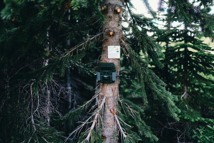 Game & Trail Cameras