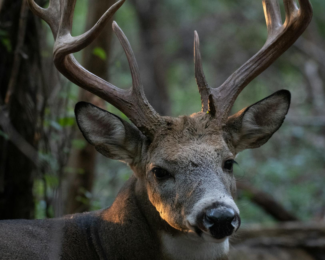 Hunting 201: Whitetail Scouting, Wind & Stand Strategy