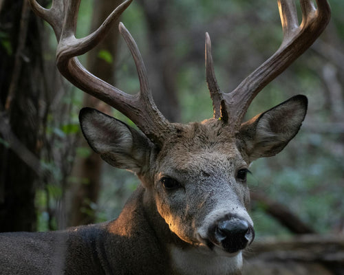 Hunting 201: Whitetail Scouting, Wind & Stand Strategy