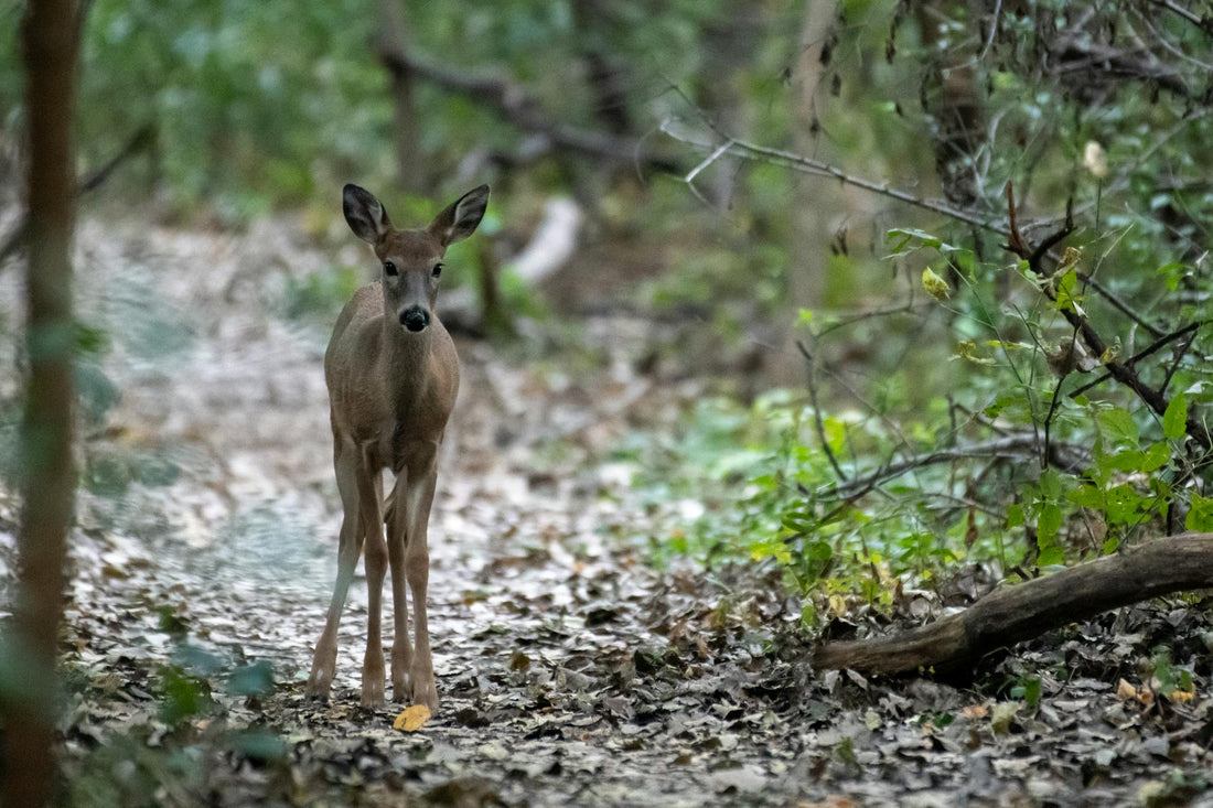 Trail Camera Tips: Placement, Settings & Reading the Data
