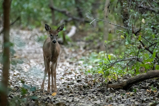 Trail Camera Tips: Placement, Settings & Reading the Data