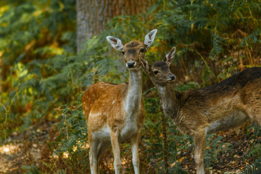 Deer Hunting 101: A Complete Beginner's Guide for 2026