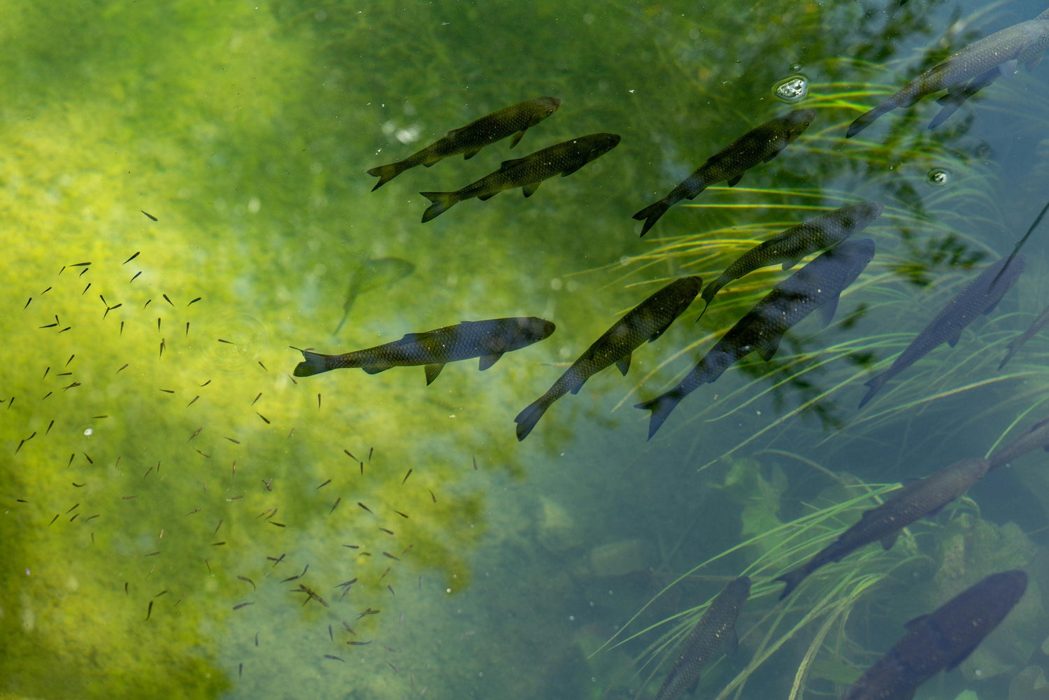 Trout schooling beneath clear water