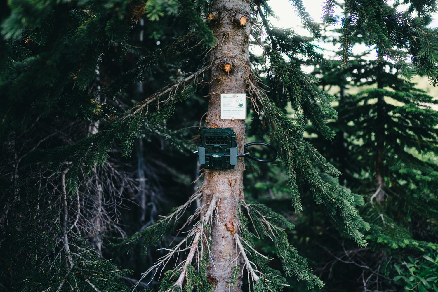Game & Trail Cameras