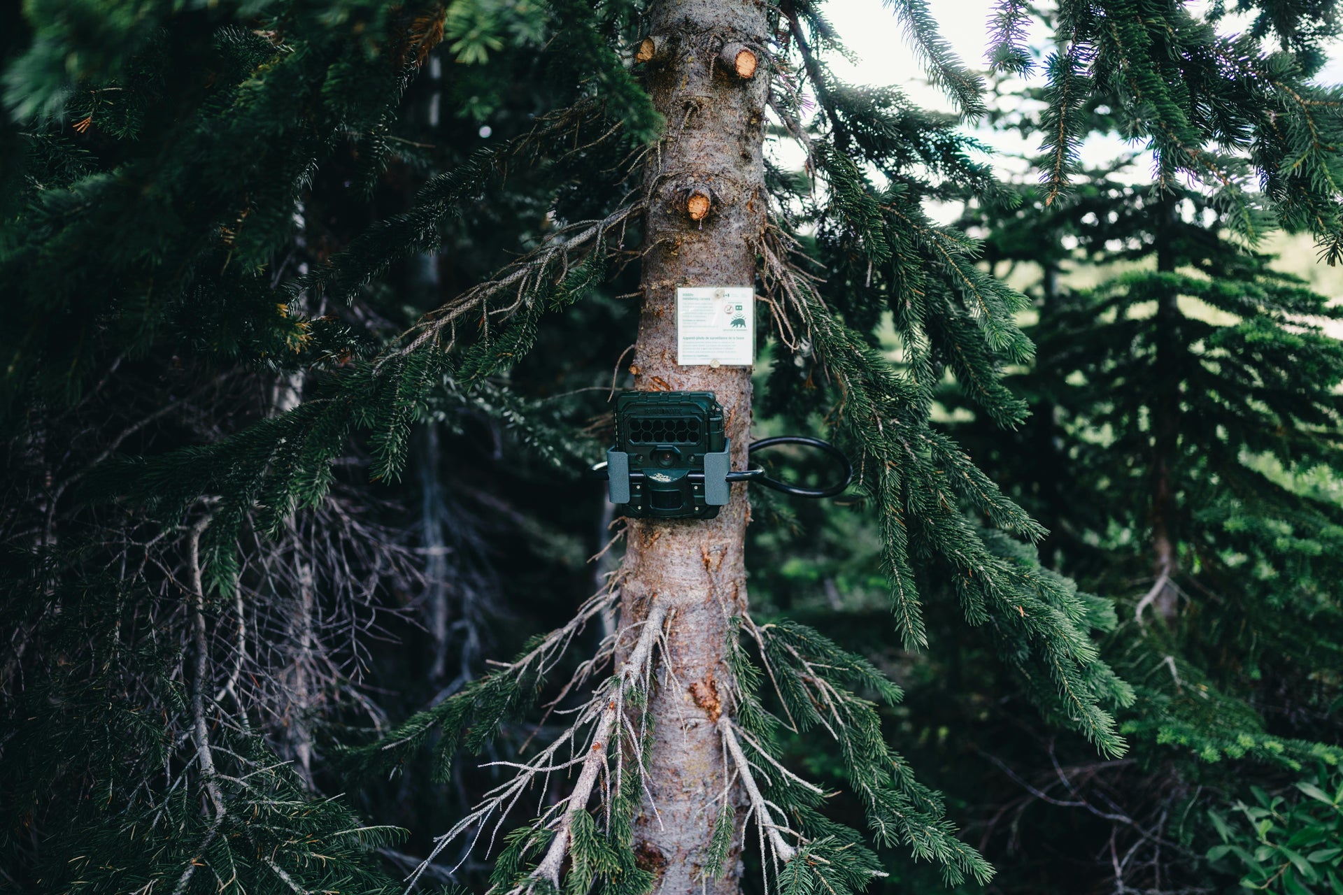 Game & Trail Cameras